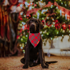 Bandanas navideñas ADOGGYGO, vista lateral mostrando las dos piezas incluidas, listas para tallas grandes