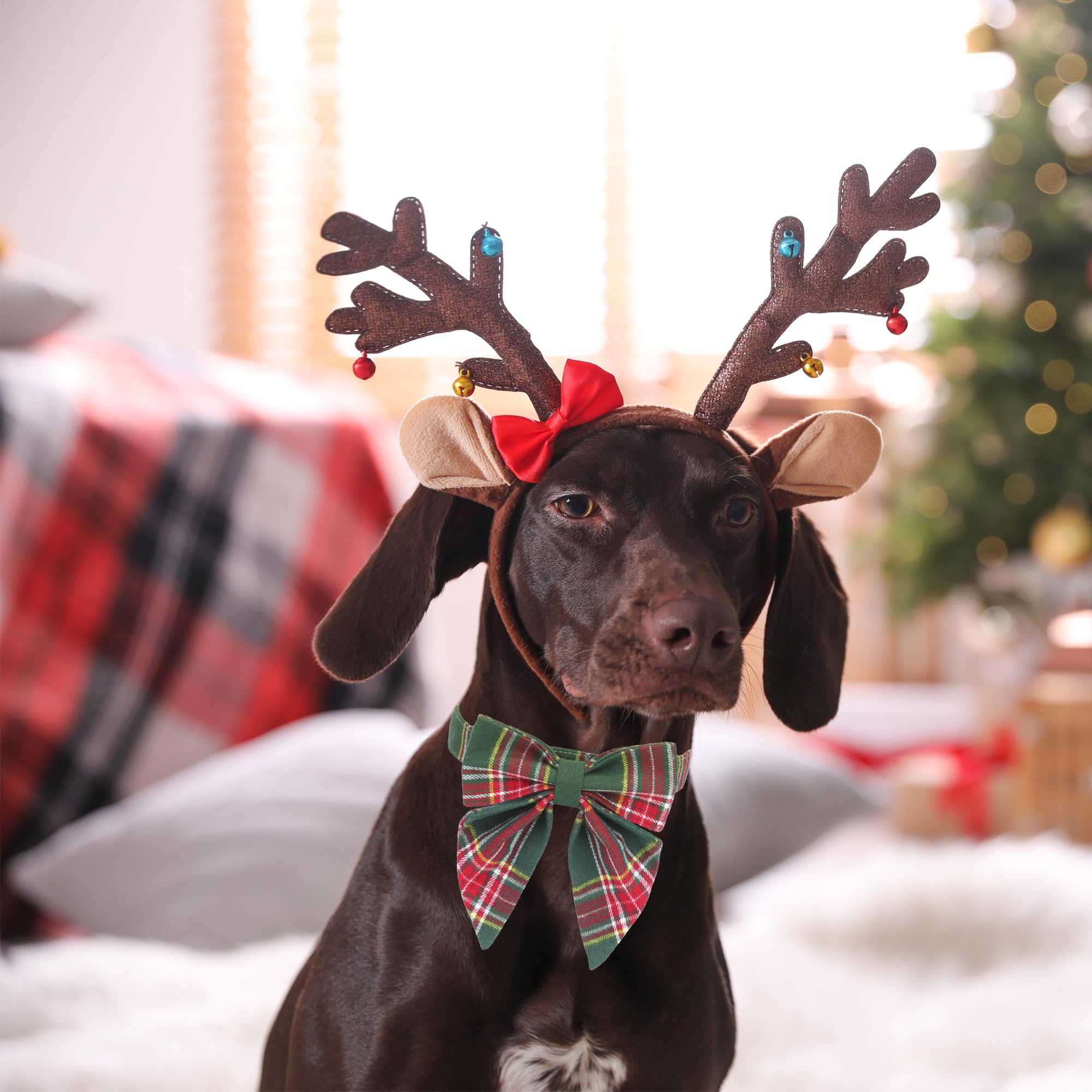 ADOGGYGO cierre seguro y hebilla duradera para collar navideño.