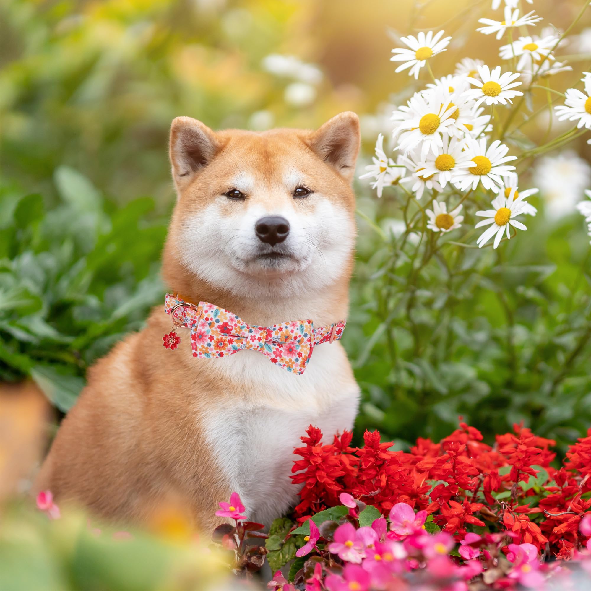 ADOGGYGO collar floral muestra hebilla de metal duradera para mayor seguridad