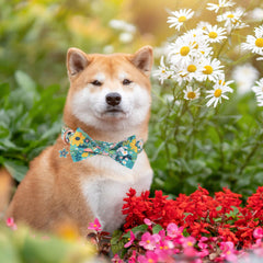 ADOGGYGO collar floral con hebilla metalica, seguridad duradera para perros medianos.