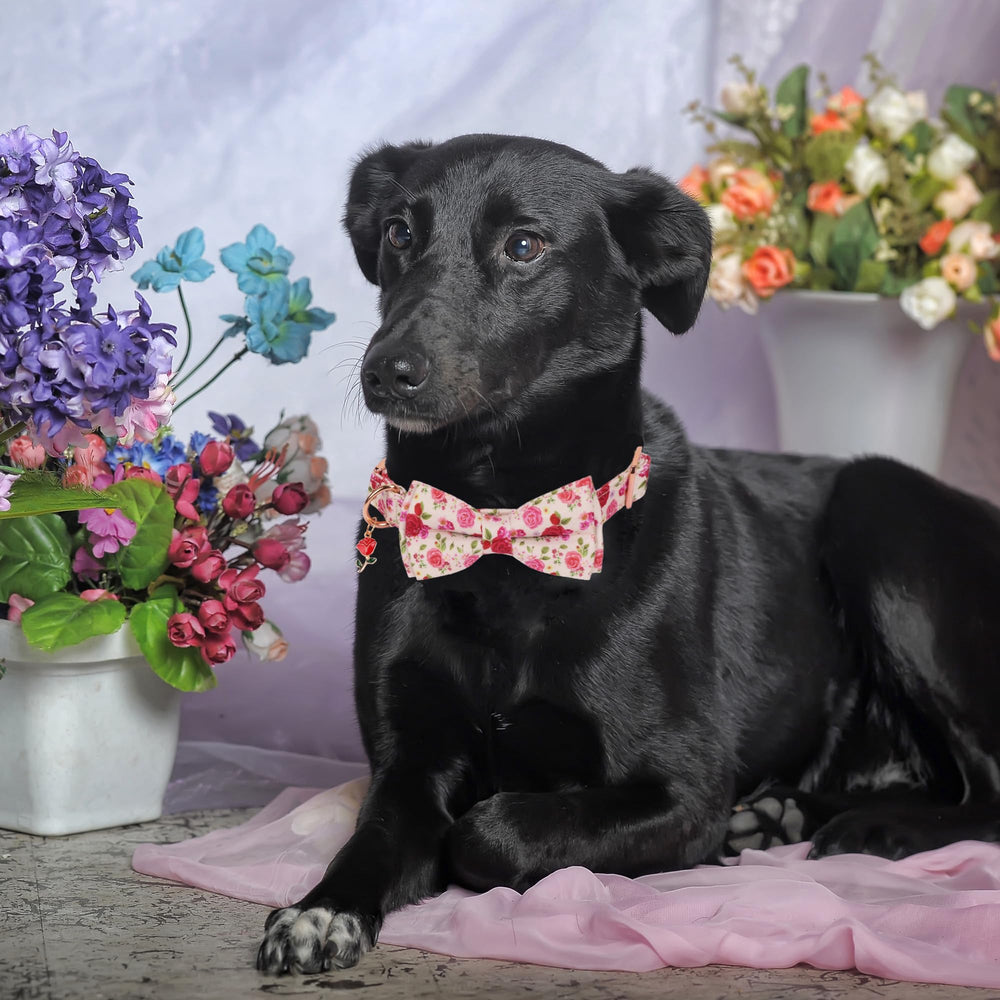 ADOGGYGO lazo extraíble del collar floral, facilita lavado y cambio de estilo.