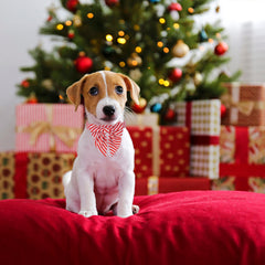 ADOGGYGO collar lazo desmontable, opción versátil para decoración.