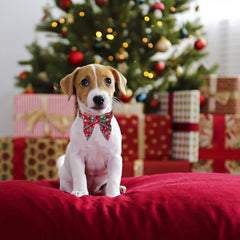 ADOGGYGO collar navideño muestra lazo rojo y verde para salidas navideñas.
