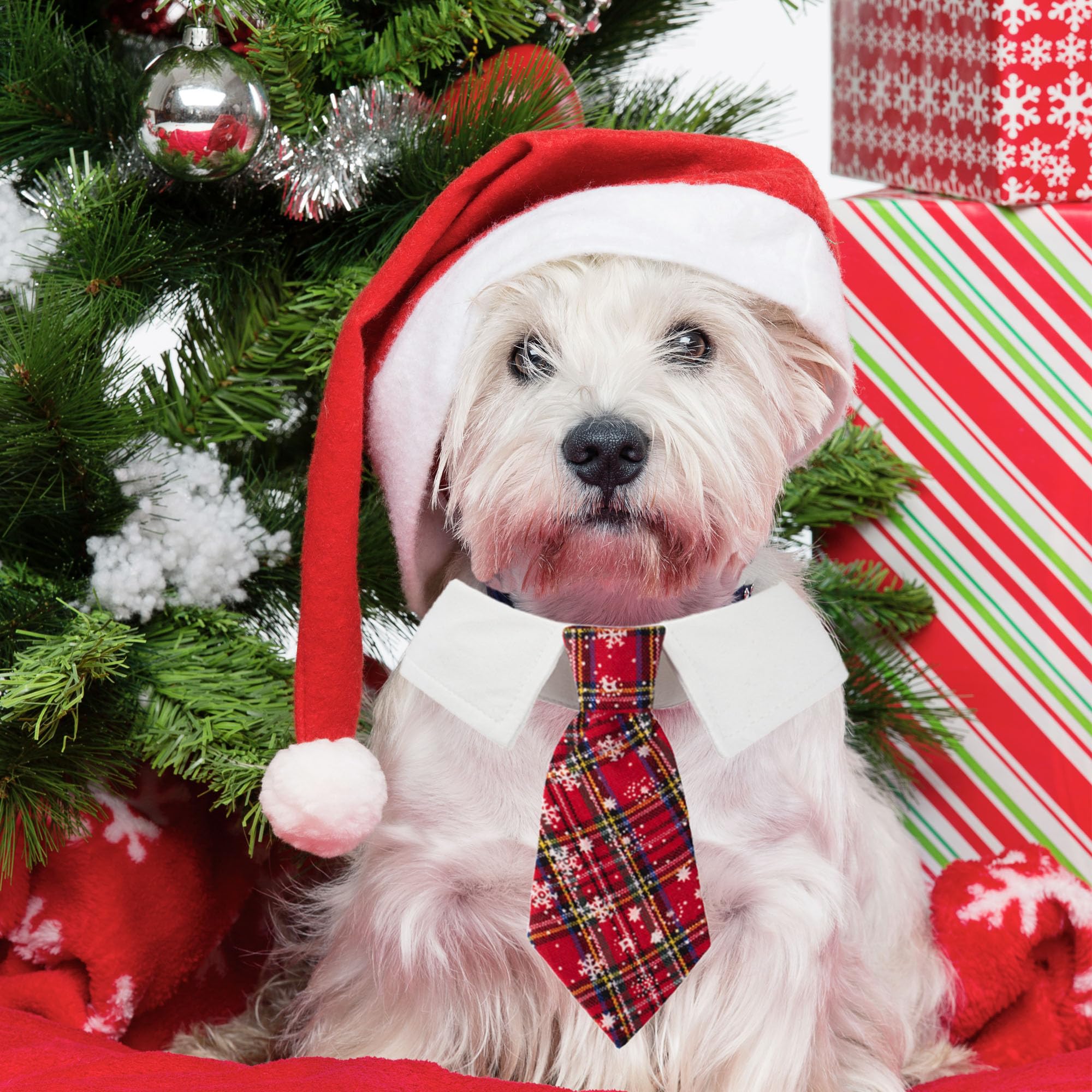 ADOGGYGO collar navidad para perro, ajuste cómodo y seguro para eventos.