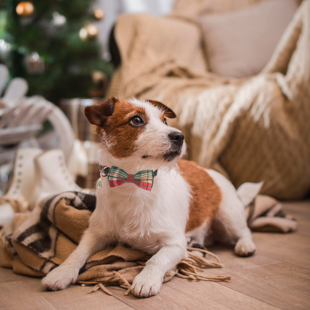 Collar ADOGGYGO ajustable de talla mediana, cómodo para perros medianos.
