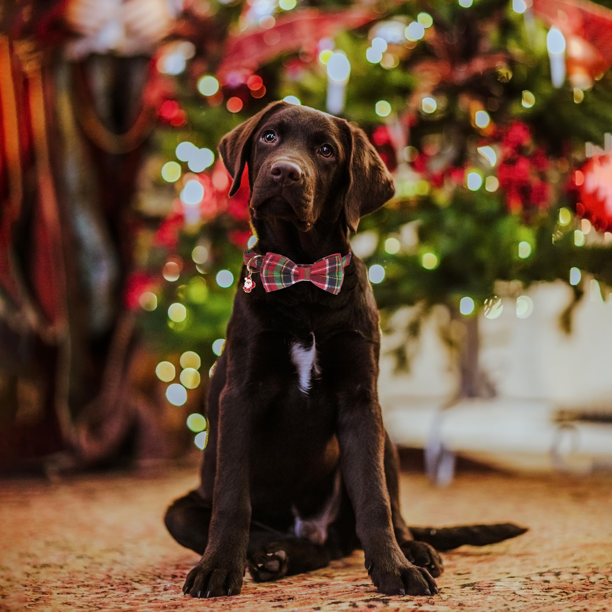 Collar navideño ADOGGYGO con el lazo verde, añade estilo durante las fiestas.