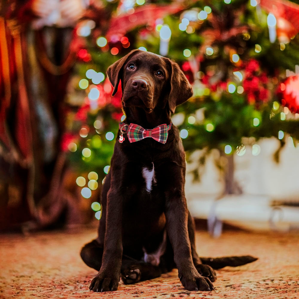 Collar navideño ADOGGYGO con el lazo verde, añade estilo durante las fiestas.