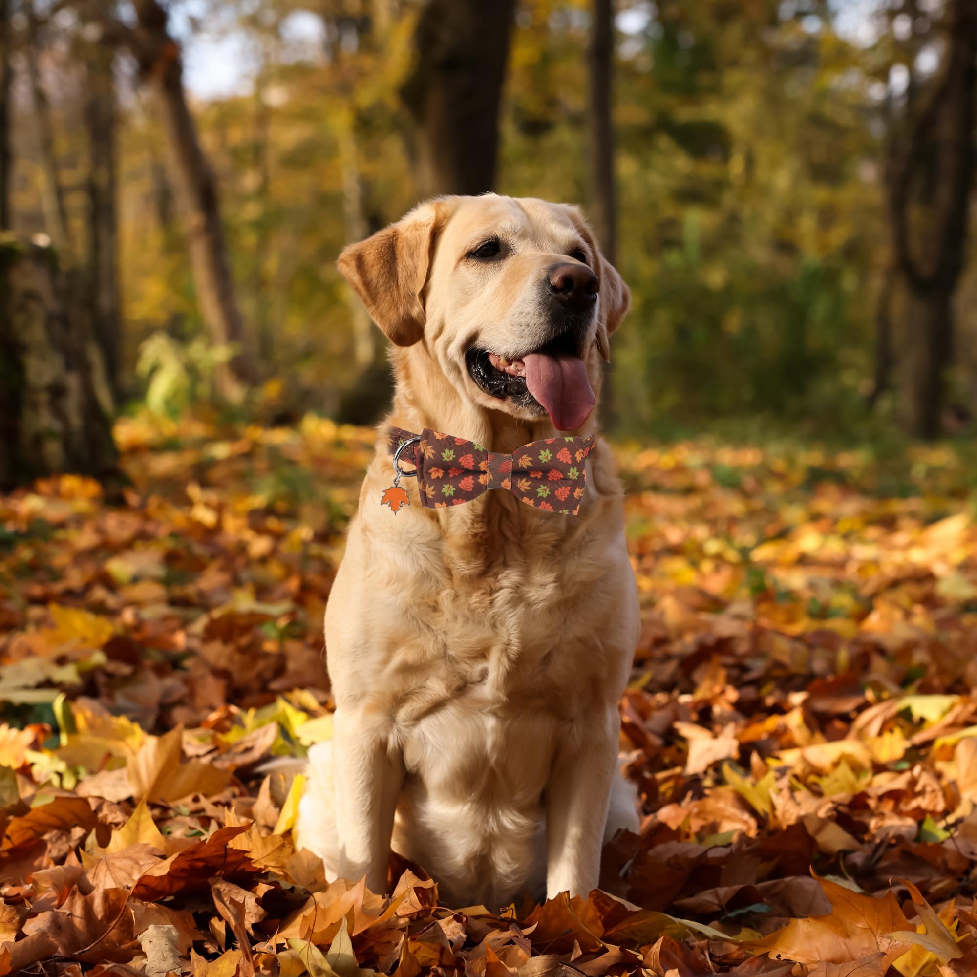 ADOGGYGO collar con hojas maple, perfecto para sesiones de otoño.