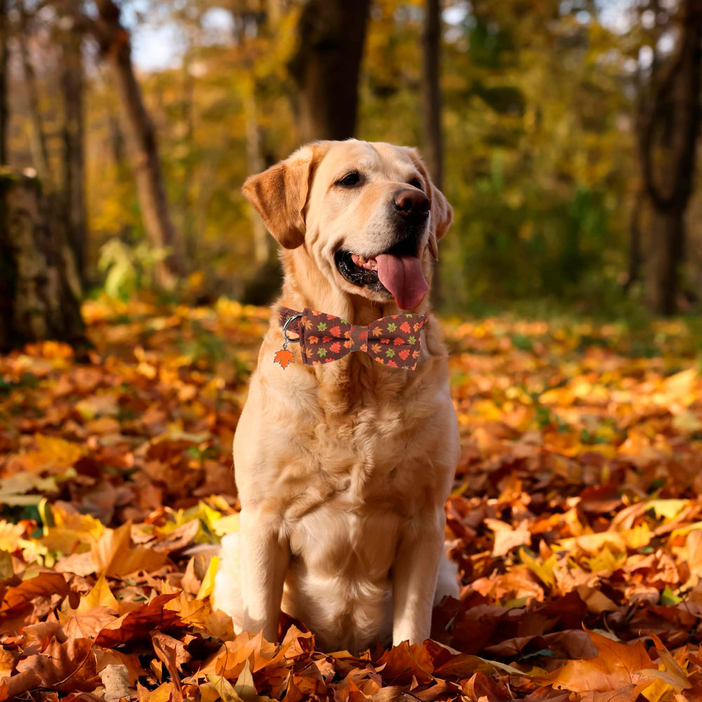 ADOGGYGO collar con hojas maple, perfecto para sesiones de otoño.