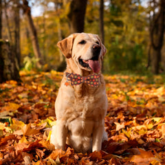 ADOGGYGO collar con hojas maple, perfecto para sesiones de otoño.
