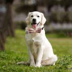 ADOGGYGO lazo desmontable añade versatilidad para distintos atuendos caninos.