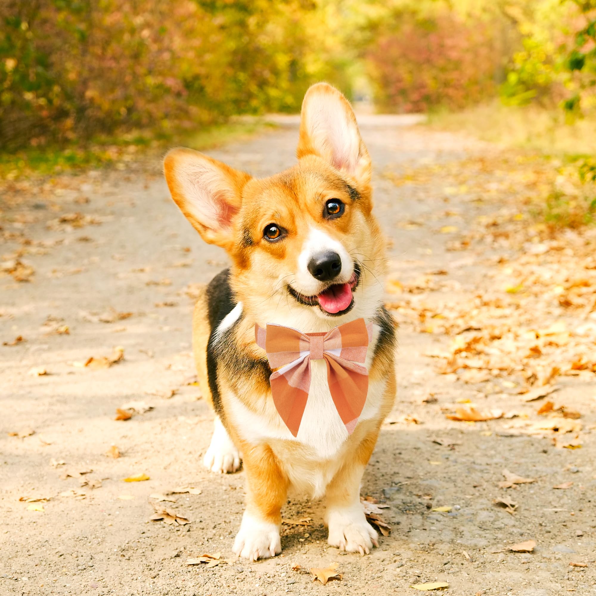 ADOGGYGO collar de algodón suave, ajuste cómodo para mediano.