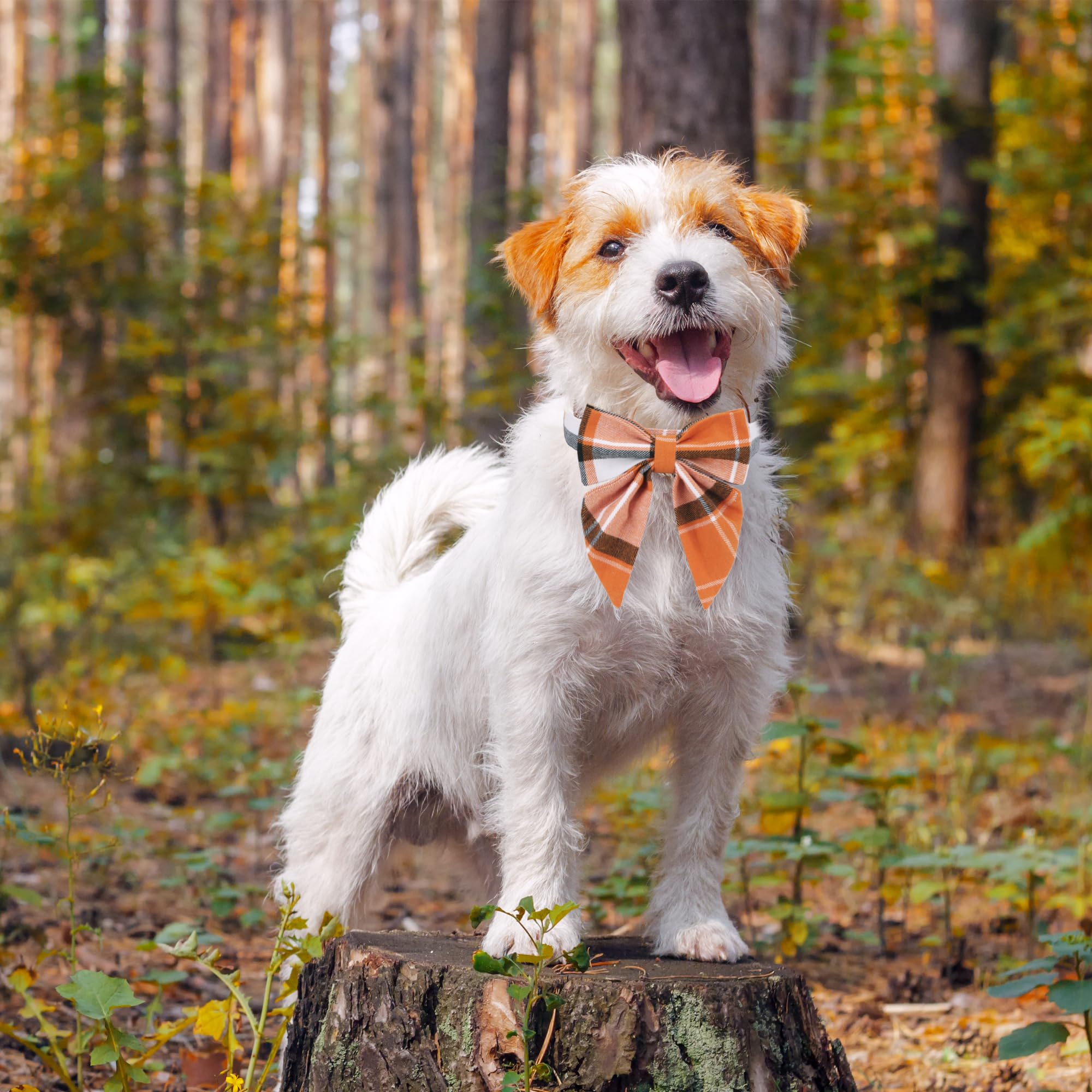 Collar ADOGGYGO con tallas ajustables para cuellos diversos