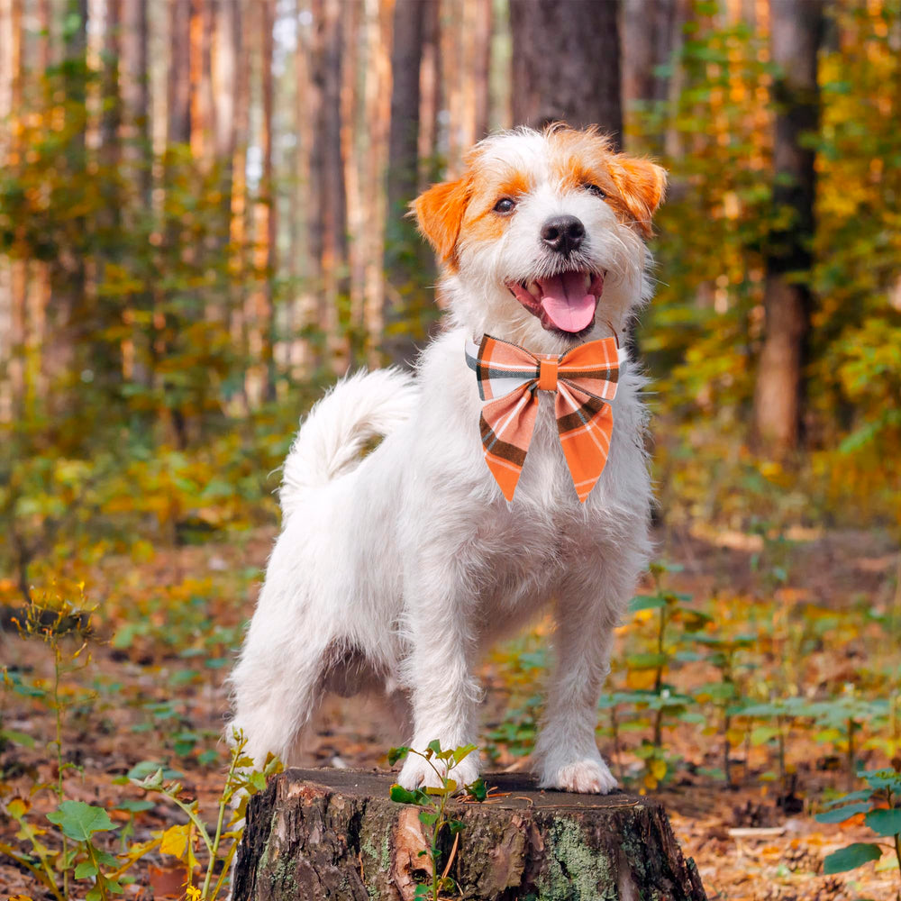 Collar ADOGGYGO con tallas ajustables para cuellos diversos