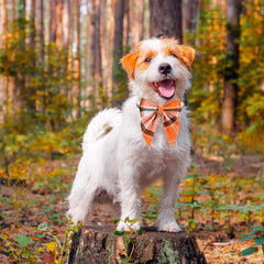 Collar ADOGGYGO con tallas ajustables para cuellos diversos