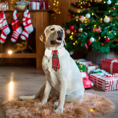 ADOGGYGO corbatín navidad para perro, diseño a cuadros rojos y verdes, perfecto para ocasiones festivas.