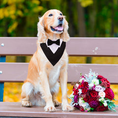 ADOGGYGO corbatín negro para perros; sensación elegante y ajuste cómodo para fiestas.