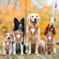 ADOGGYGO lazo esmoquin naranja para perros, ideal para fiestas de temporada.