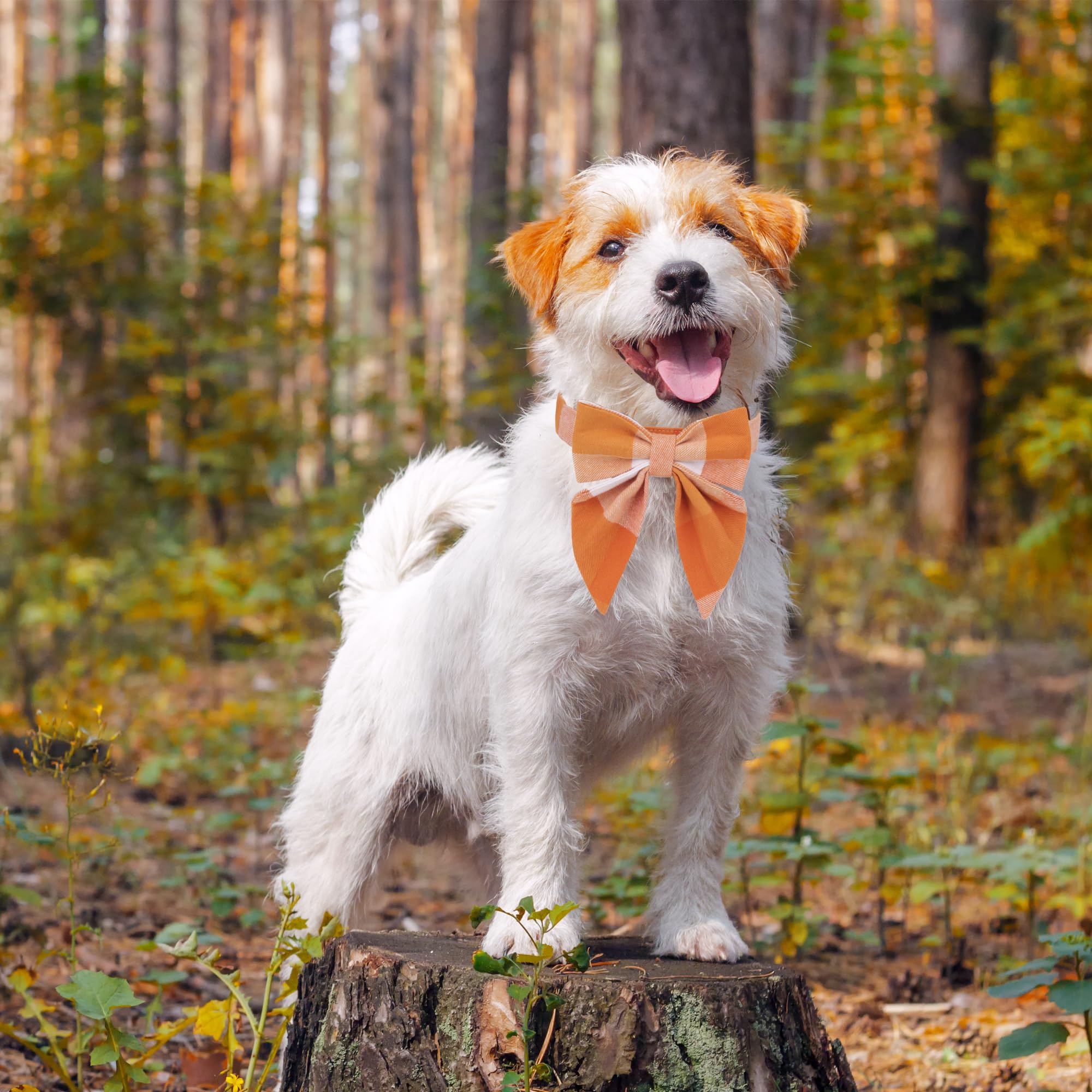 ADOGGYGO pajarita desmontable en el collar naranja, estilo festivo