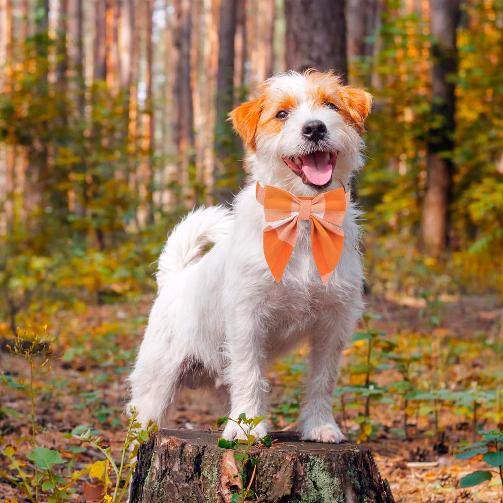 ADOGGYGO pajarita desmontable en el collar naranja, estilo festivo