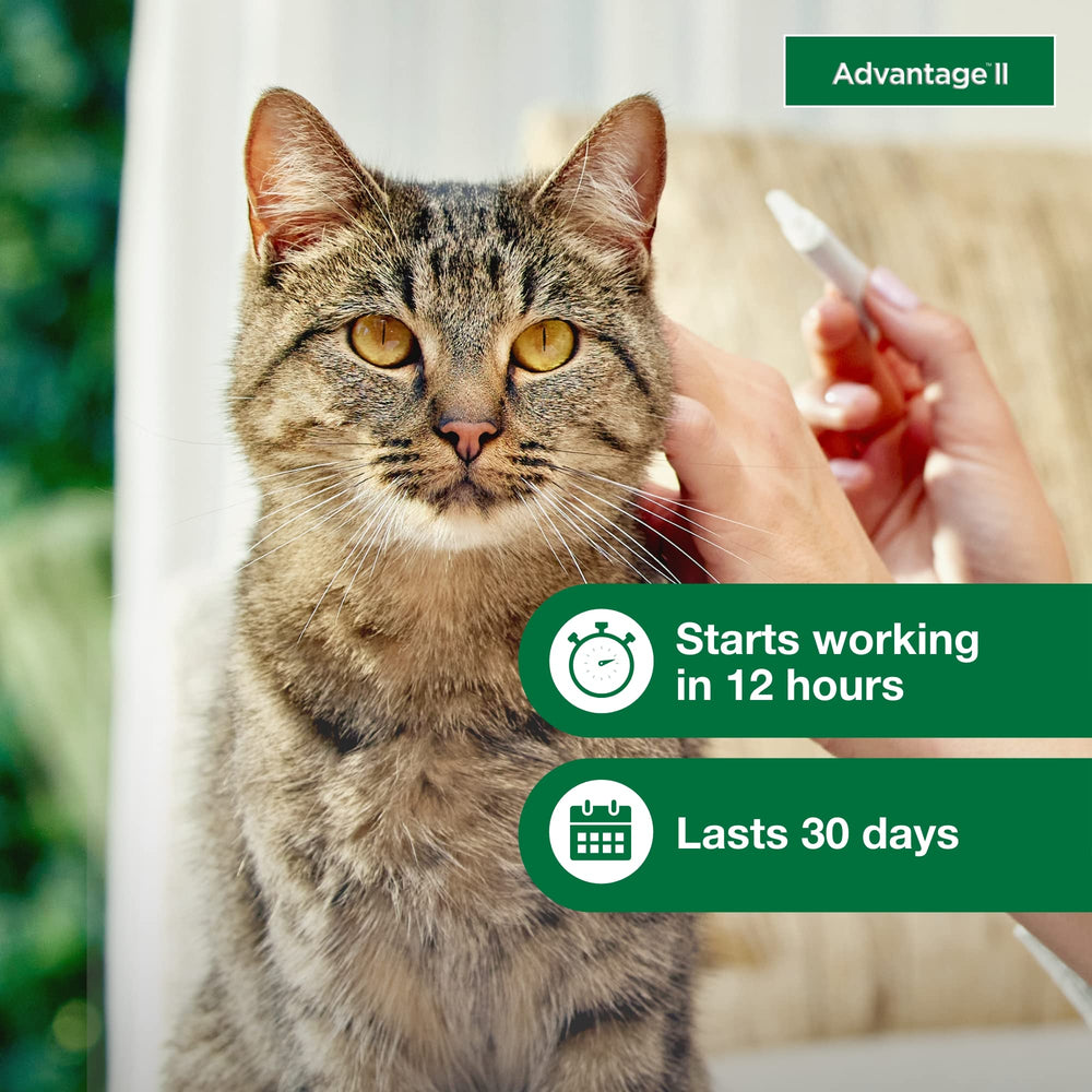 Advantage II Gato Grande fórmula sin fragancia para gatos sensibles