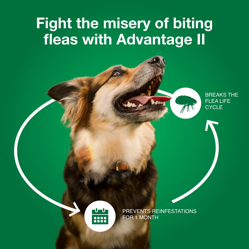 Advantage II: uso-interior-exterior, perfecto para perros activos