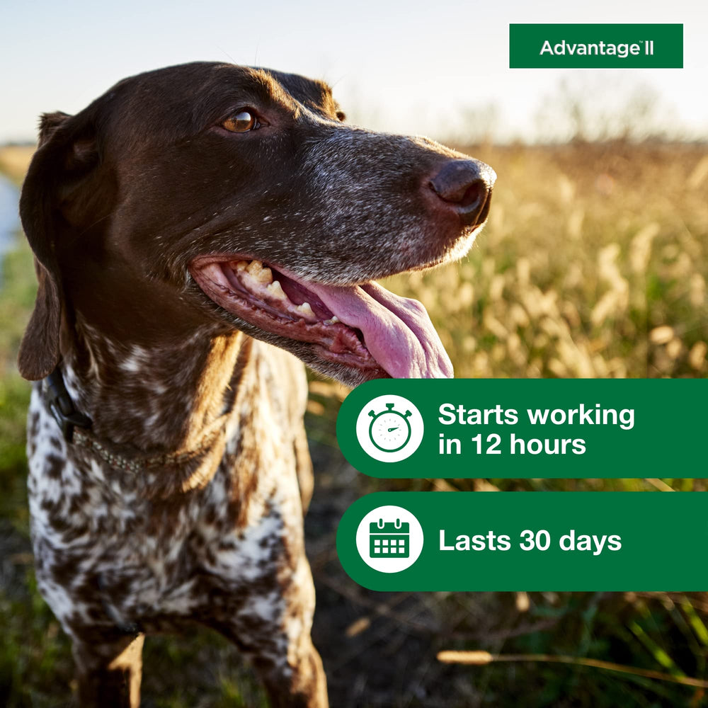 Advantage II para perros medianos: sin fragancia para uso seguro.