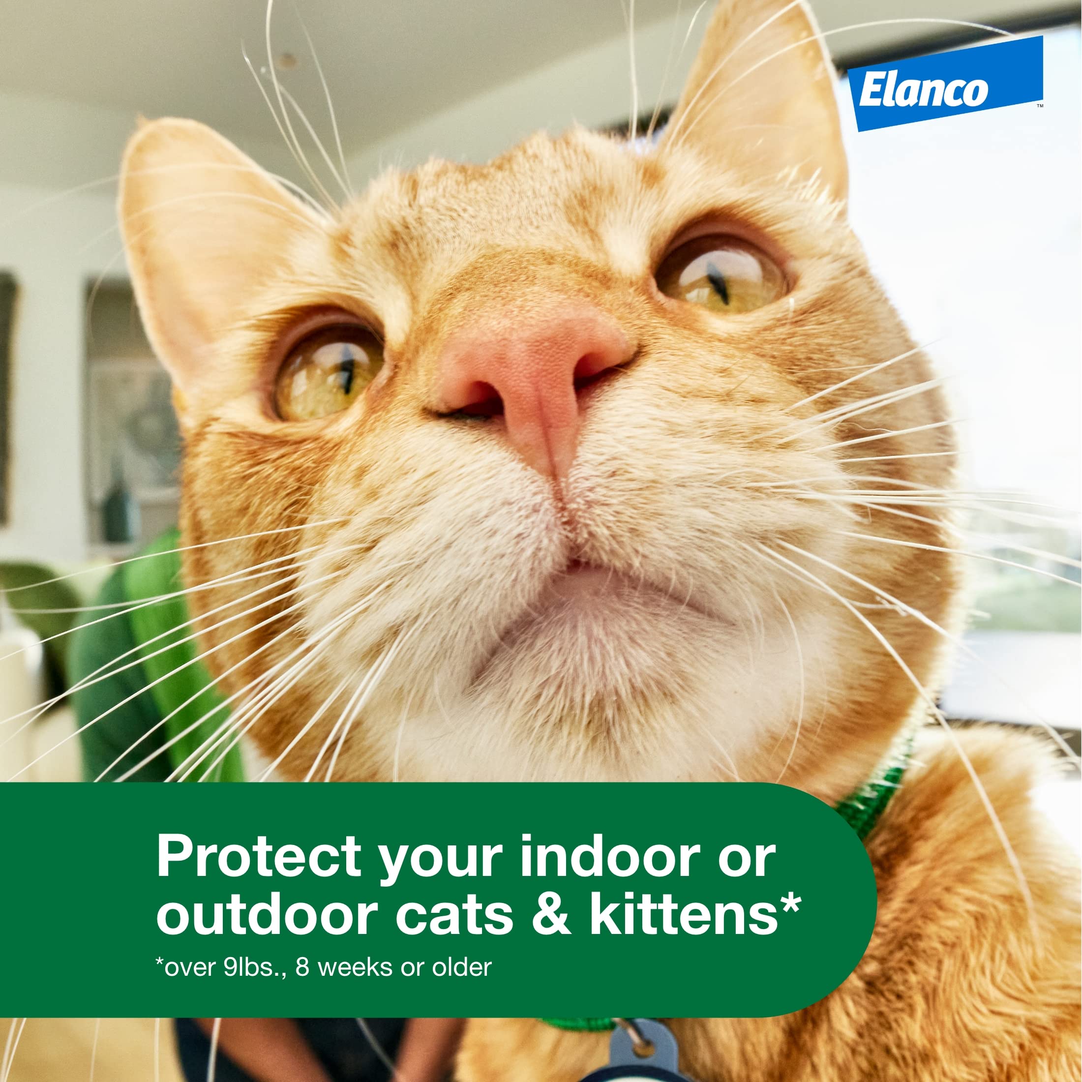 Gato exterior con Advantage XD, protección en acción