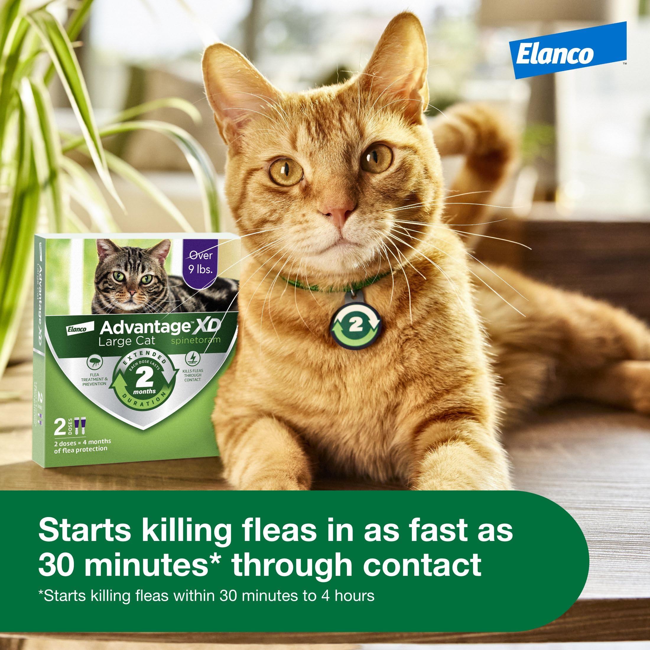 Protección de dos meses con Advantage XD por dosis
