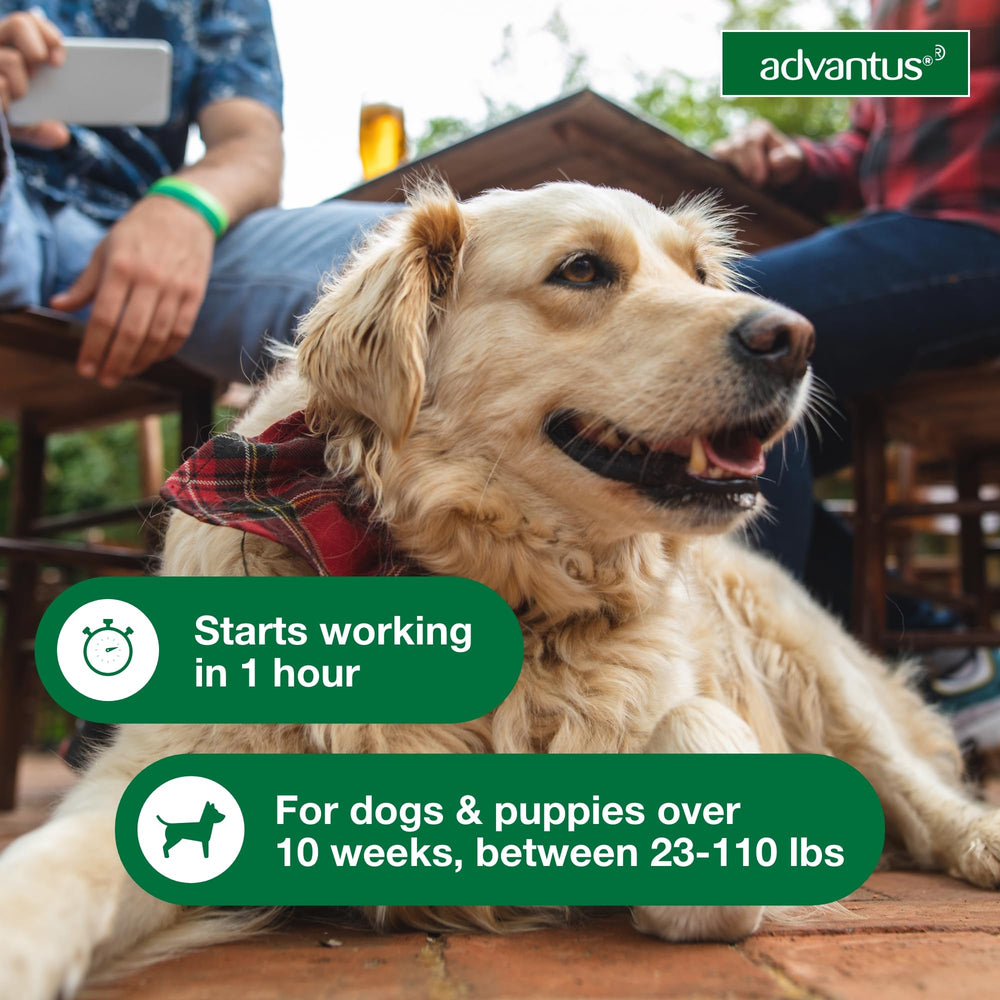Advantus dosis diaria para reinfestación de pulgas en perros