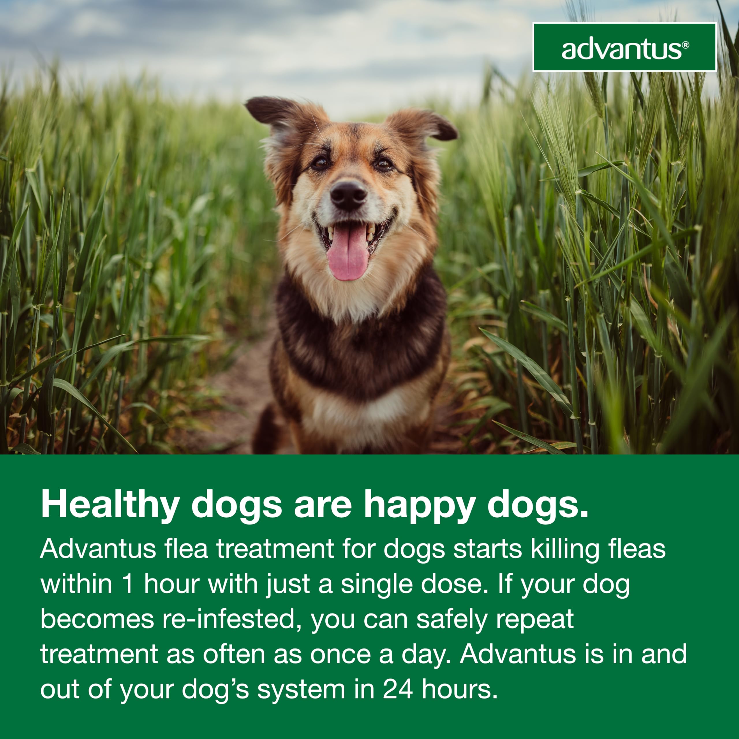 Advantus: arma oral para mordida directa en perros.