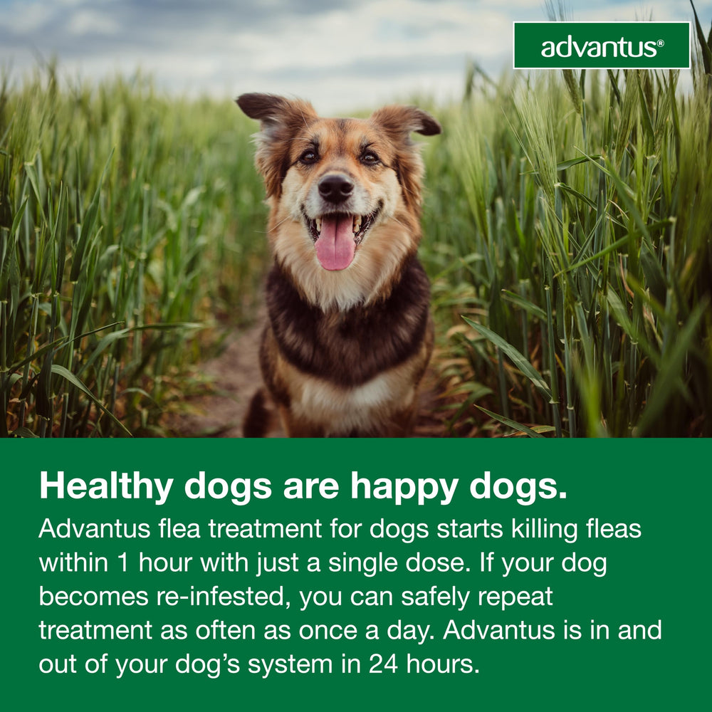 Advantus: arma oral para mordida directa en perros.