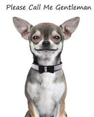 Aecllcea collar ajustable con 5 ojales para diversos tamaños de perro.