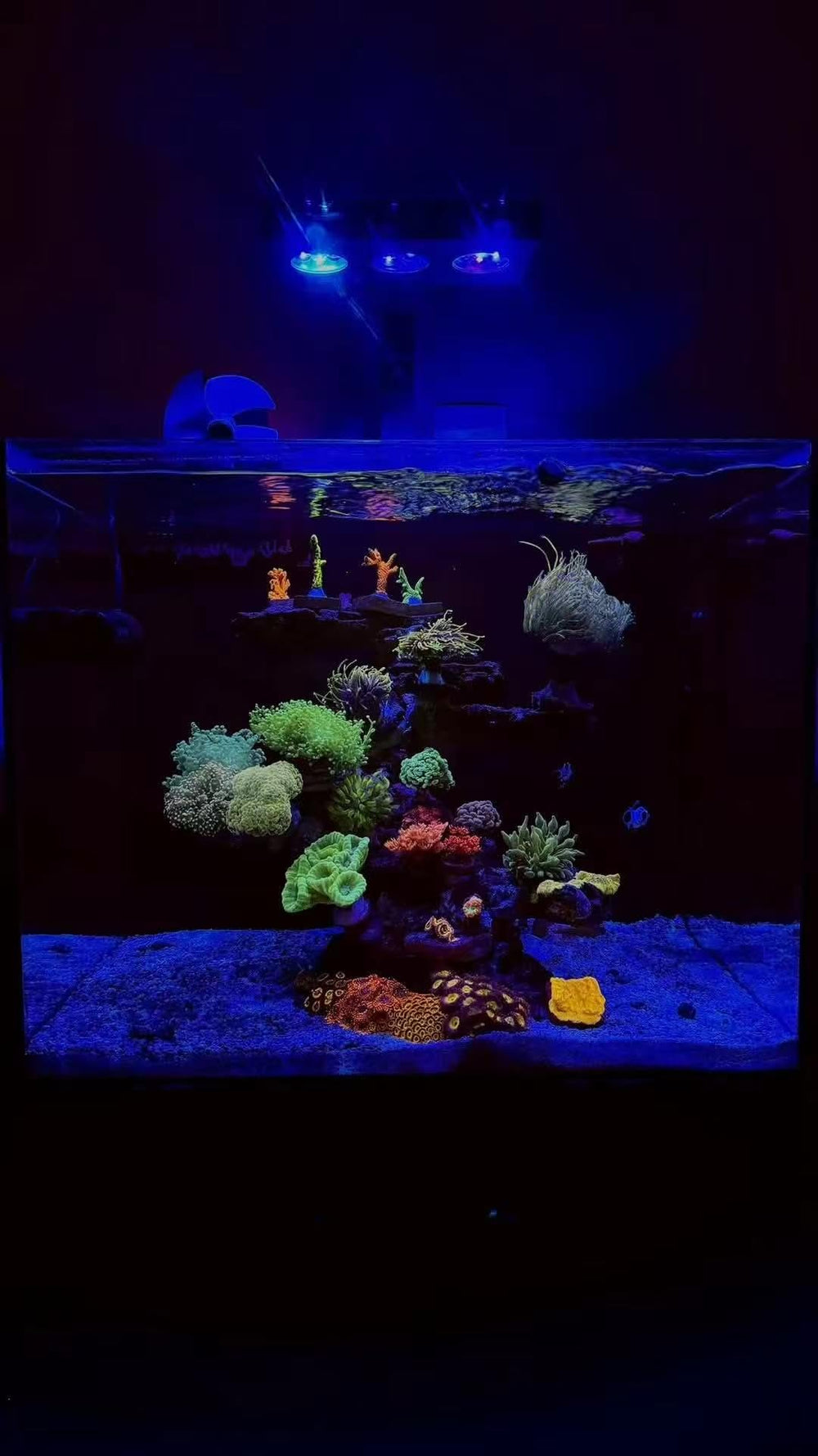 Ahareef 35W luz LED montaje ajustable para acuario de 10 a 24 pulgadas.