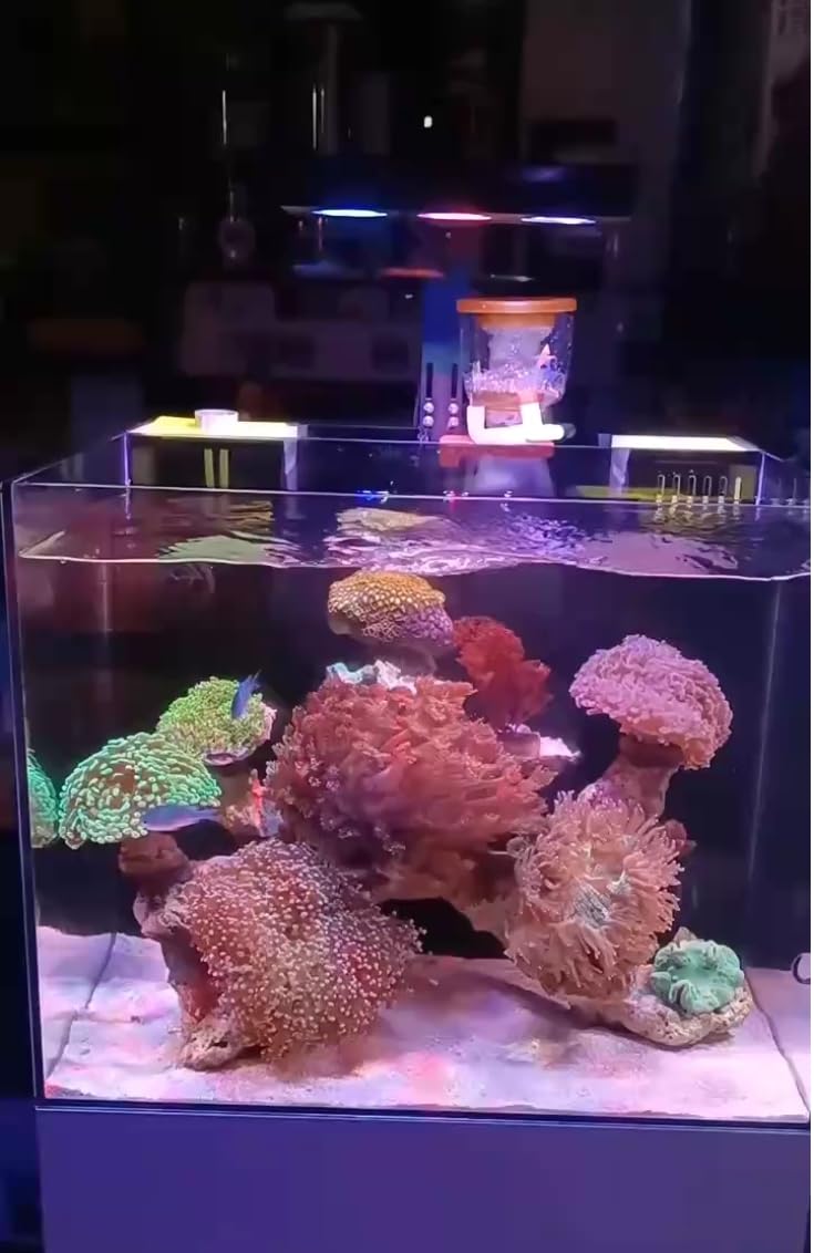 Uso para nano-arrecife en agua salada con iluminación adecuada.