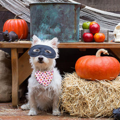 Bandana aienssfwe ajuste de cuello en dos tallas para perros pequeños