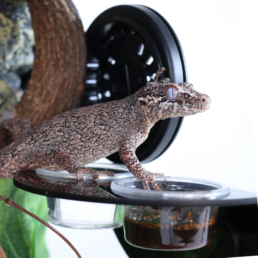 Aiicioo Gecko Feeder Ledge: plataforma de comida segura para reptiles pequeños.
