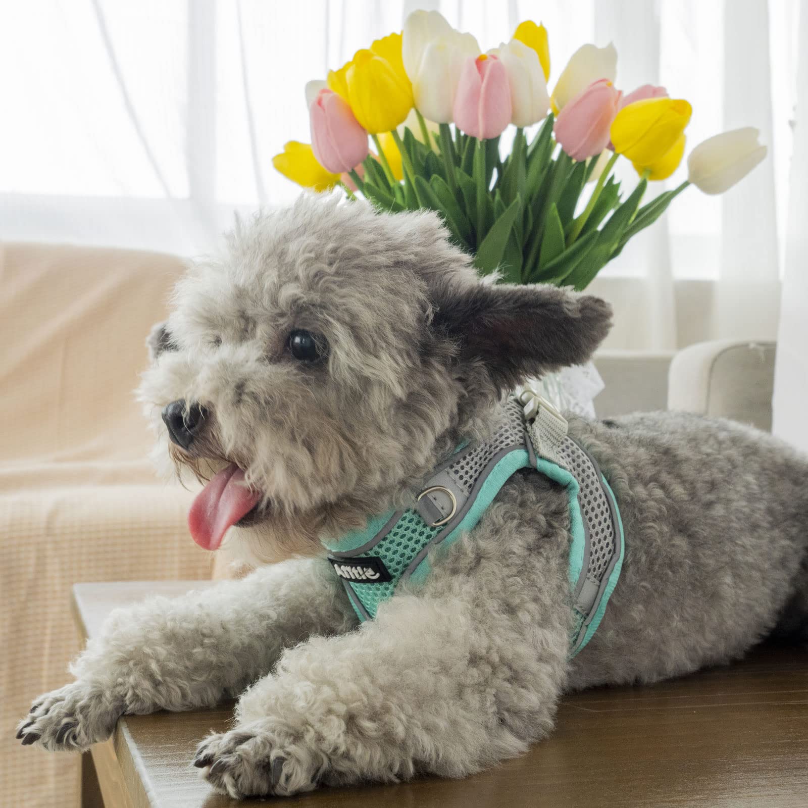 Aiitle ajuste de talla para perros pequeños y medianos.