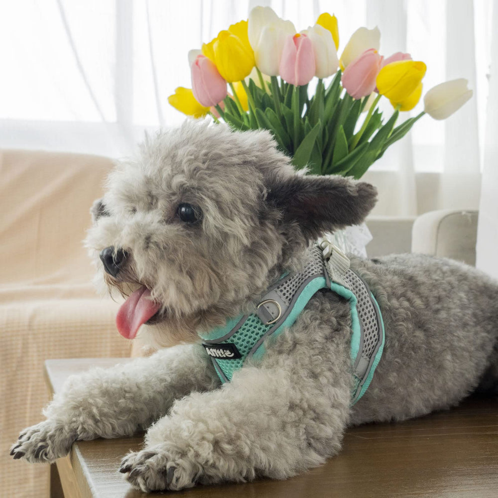 Aiitle ajuste de talla para perros pequeños y medianos.