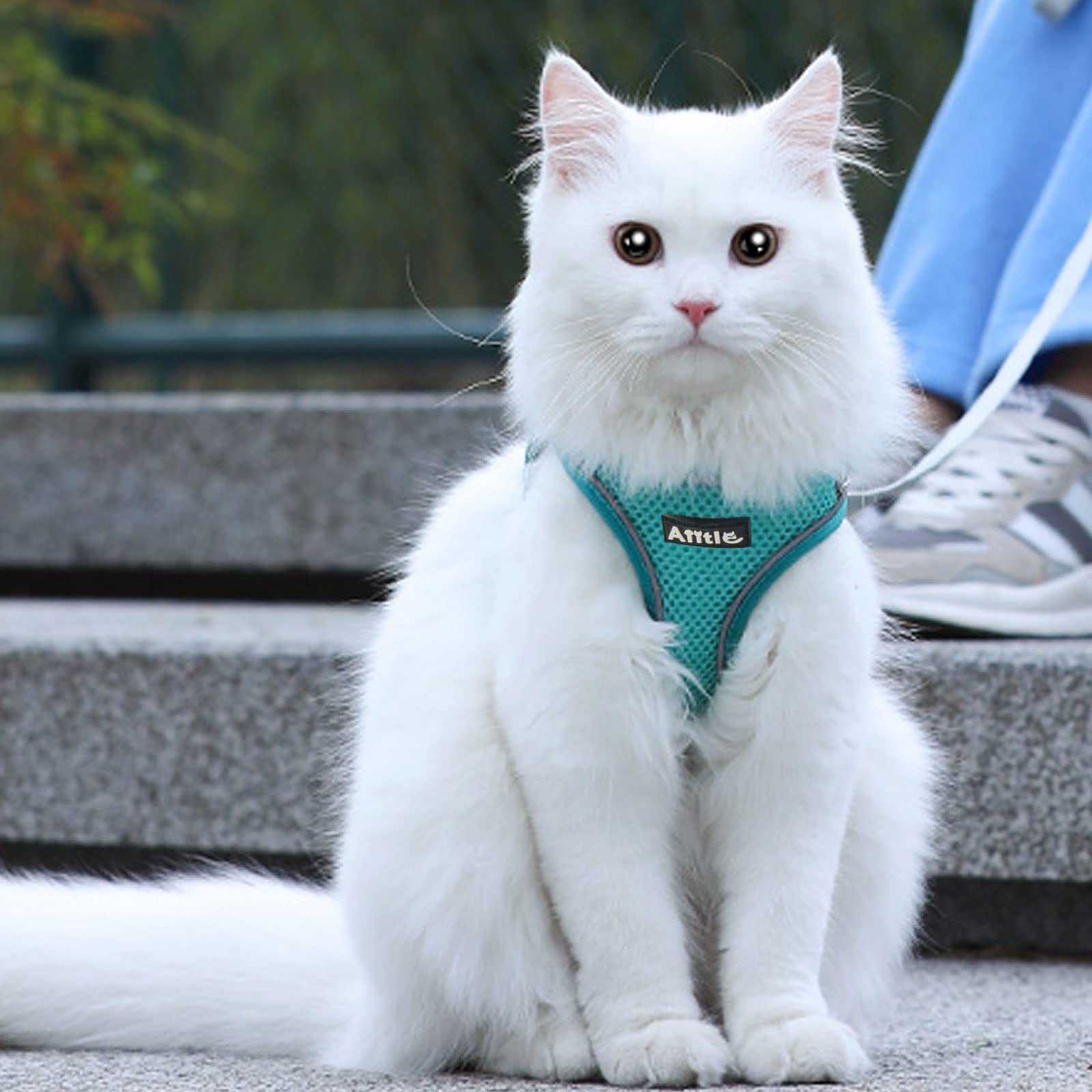 Aiitle tamaño XS para perros pequeños y gatos de casa, cómodo.
