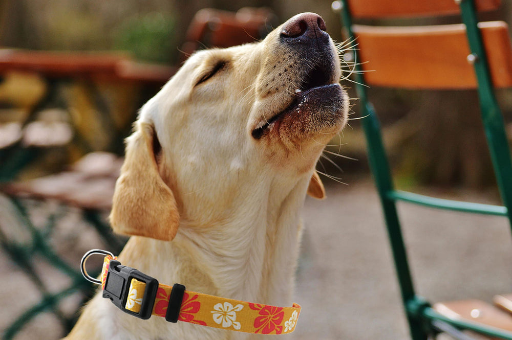 Aiminto collar ajustable para perros de todas las tallas, comodidad personalizada.