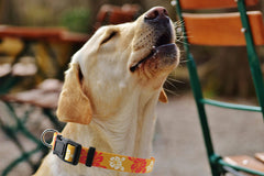 Aiminto collar ajustable para perros de todas las tallas, comodidad personalizada.