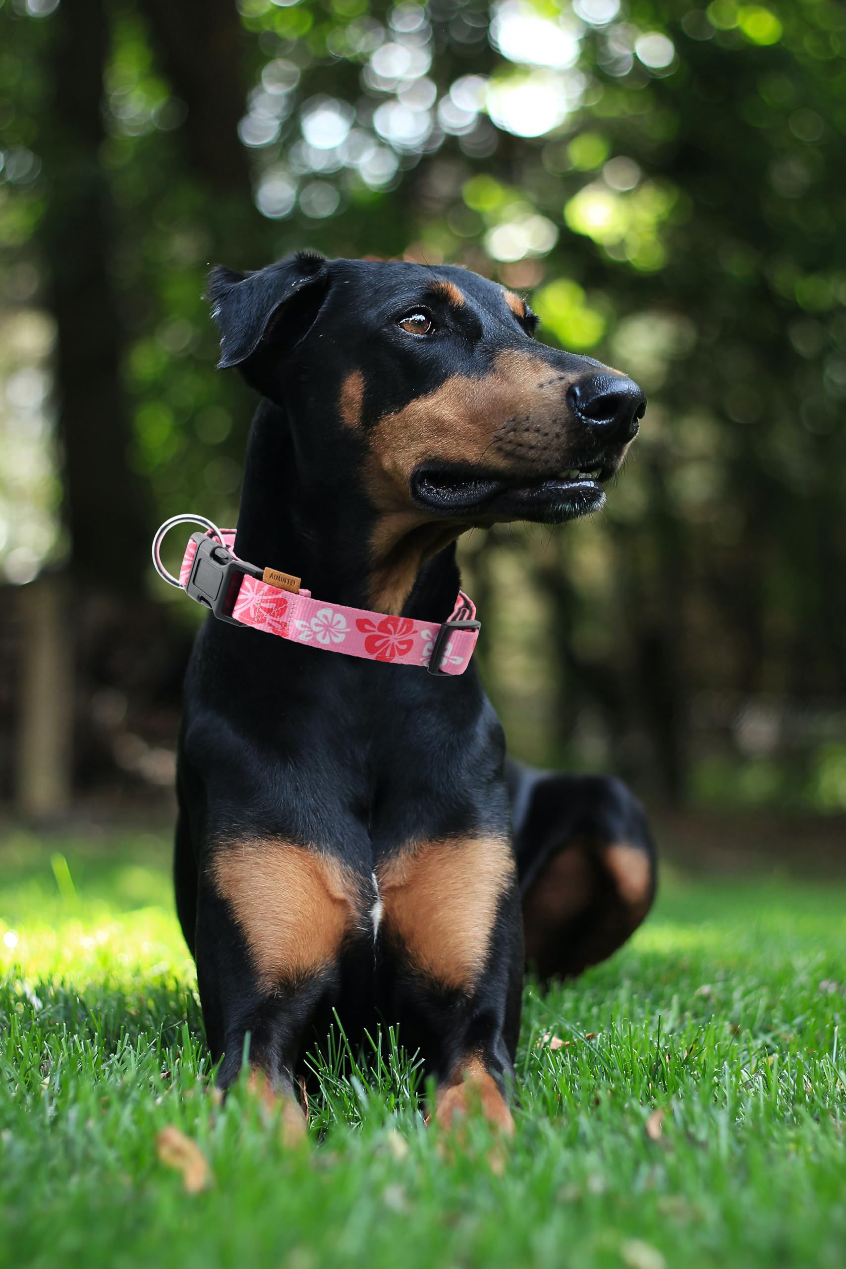 Collar Aiminto acolchado en neopreno rosa hawaiano para perros activos.