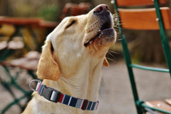 Aiminto collar perro hebilla liberacion-rapida, facilita quitarlo en emergencias.