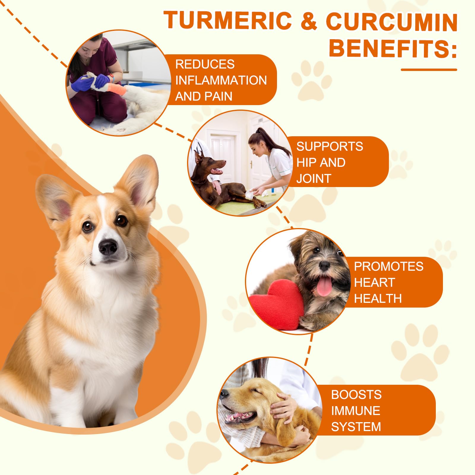 ALIVO Cúrcuma para perros, tomando una cápsula, sistema inmunológico potencial