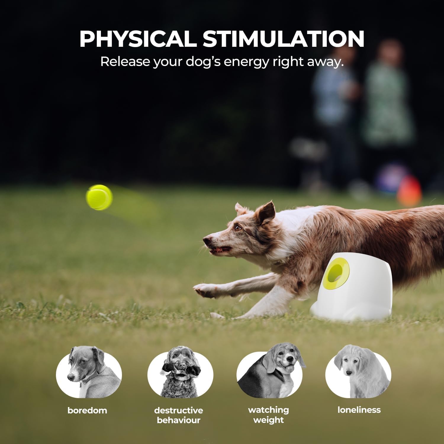 Perro jugando feliz con ALL FOR PAWS en exterior.