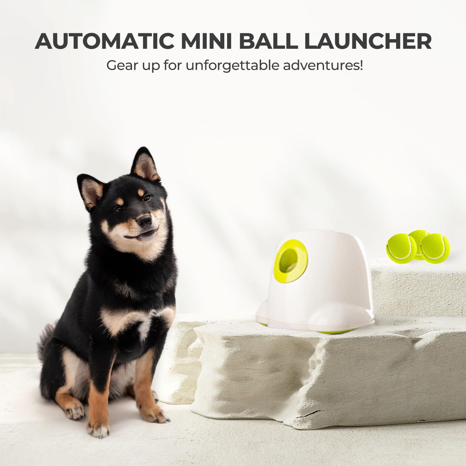 All For Paws sesiones de entrenamiento con pelotas incluidas son divertidas