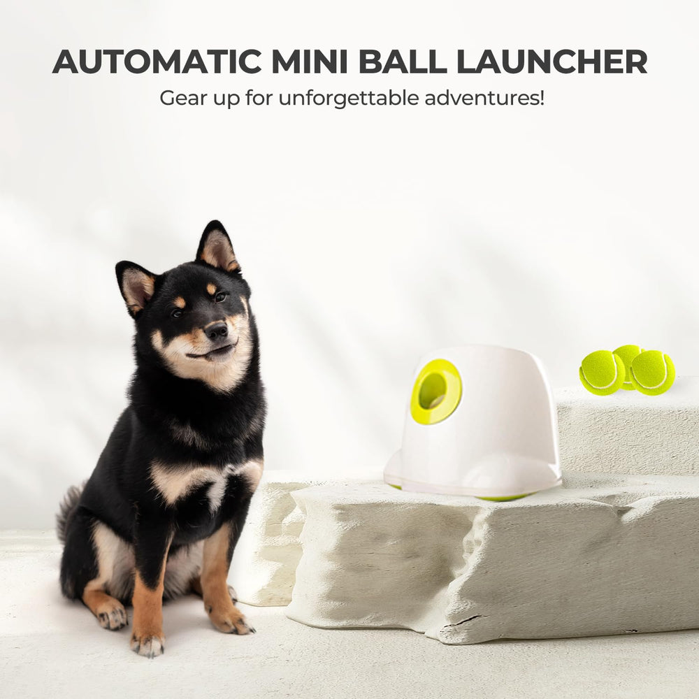 All For Paws sesiones de entrenamiento con pelotas incluidas son divertidas
