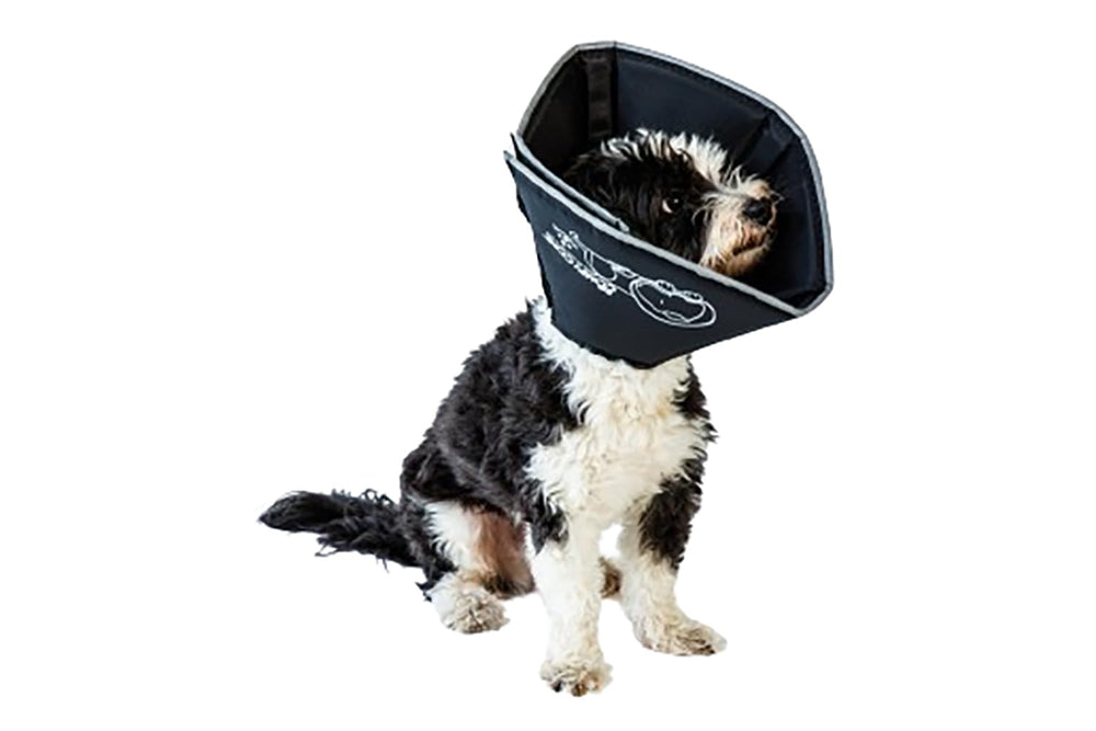 All Four Paws Comfy Cone collar perro XL utilizado para recuperación suave.