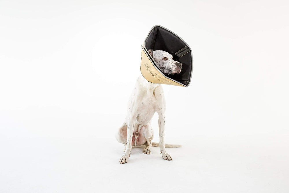 All Four Paws Comfy Cone facilita comer y beber con diseño flexible.